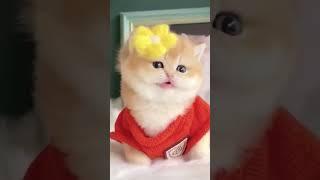 #catshorts #tiktok #tiktokcat #tiktokvideo #tiktokviral #cat #tiktoks