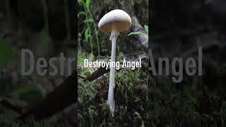 ID GUIDE: The Most POISONOUS Mushrooms you can spot out  #nature  #forest  #mushroom