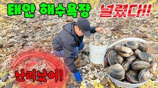 뒤집어진 폭풍 파도친 후 해수욕장에 주먹만한 조개들이 왕창!