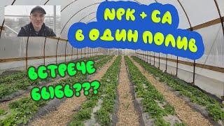 NPK+Ca в один полив. Вопрос для подписчиков!!! Клубника начала цвести.