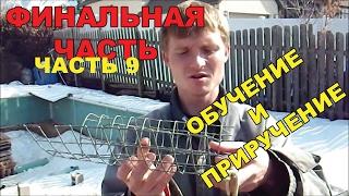 ОБУЧЕНИЕ норки. Приручение. Приход на зов. Часть 9