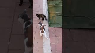 Funny cats walking meowing Meow  Cute pets  Beautiful amazing animals