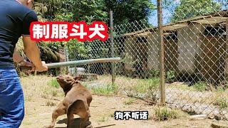 比特犬不听话，狗主人抡起大棒子，训练猛犬简单有效