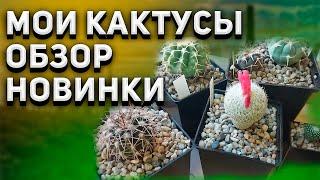 Мои кактусы. Обзор. Новые кактусы. Discocactus. Уход за кактусами.