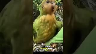 Meet the Kakapo: Chonky, Clumsy, and Nearly Extinct.