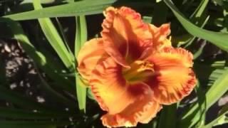 Daylily Lovin Tennessee лилейник