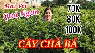  HẰNG 0374167056 MAI GHÉP CHƠI TẾT CÂY TO 70-80K QUÁ NGON BAO SHIP 28/11/2024 | Bến Tre Ơi