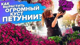 ВСЕ О ПЕТУНИЯХ. ПЕРЕСАДКА. ПЕРЕВАЛКА. ПОДКОРМКА