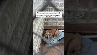 Sharing her story #rescuedog #dog #rescuedogsofinstagram #rescueme #rescue #pitbull
