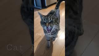 Cat ASMR