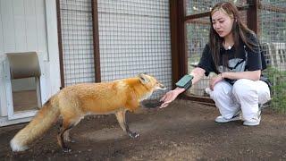 Maya introduces Fanfan to Reed the fox at Alveus