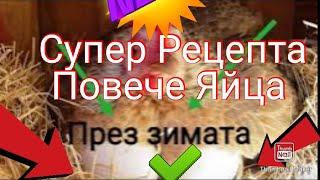 Супер Рецепта За Вашите Кокошки | Как Да Снасят Повече Яйца През Зимата | Ефект 100%