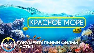 Красное море - самое тёплое и чистое на планете | Документальный фильм о подводных глубинах - #1