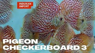 Ikan Discus Pigeon Checkerboard Size 3" - Indukan Import