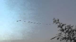 fly of the storks in diffrent formation