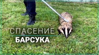 Барсука доставали из ловушки с помощью подъемного крана
