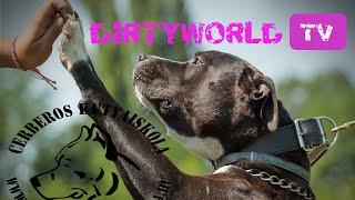 Cerberos Pit Bull Rescue,Ózdi Bumbi DirtyworldTV