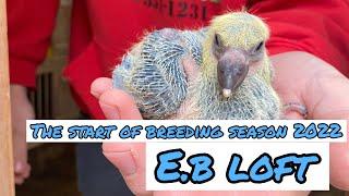 The beginning of breeding season 2022