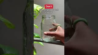 Pothos Plants 101 #shorts