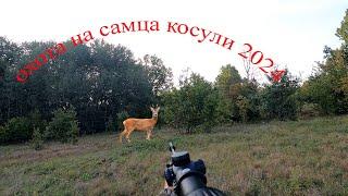 охота на самца косули на реву 2024