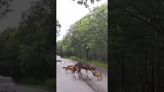 Wild Dogs attacking Sambar Deer #shorts #ytshorts #wildlife #wildlifephotoghraphy #travelfromhome