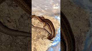 #skink #explore #nature #lifeisbutadream #mountains #shorts #viral
