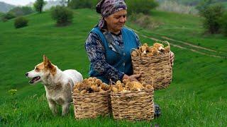 Morel Mushrooms: Harvesting and Cooking