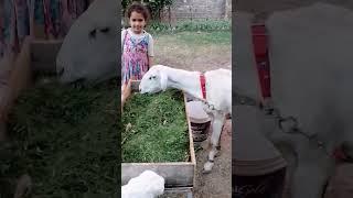 Kids having fun with lambs #cattle #qurbani2k24  #viral #subscribe