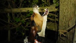 STARK OUTDOORS COON HUNTING GEAR! STARKOUTDOORSGEAR.COM