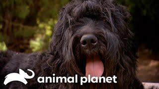 This Black Russian Terrier’s Fascinating Journey as a Mom and a Reading Therapy Dog | Too Cute!