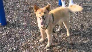 Family Dog - Daytona - A Tribute Video