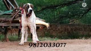 #Indian mestiff bully kutta  Tigar Hathi 