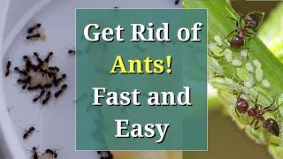 Get Rid of Ants: Fast, Cheap and Easy