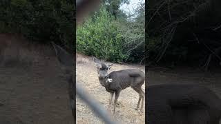 Deer Spotted With Large Bone Lodged in Mouth