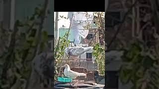 pigeon call#jr pigeon loft#for you give me subscribe plz