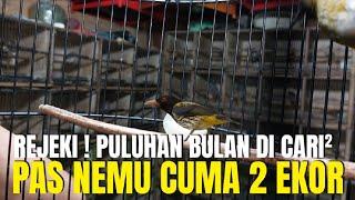 PULUHAN BULAN CARI BURUNG LANGKA SEPERTI INI GAK DAPET ! PAS NEMU CUMA 2 EKOR