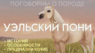 О ПОРОДЕ УЭЛЬСКИЙ ПОНИ (ВАЛИЙСКИЙ) / STAR STABLE ONLINE