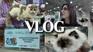 VLOG // МЕЖДУНАРОДНАЯ ВЫСТАВКА КОШЕК / ЦЕНЫ / ПОРОДЫ / ТИТУЛ "ЧЕМПИОН МИРА"