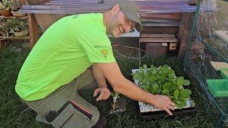 #anleitung #aussaat in #hydroponik von #salat | #anbauenohneerde für den #verticalgarden #hydrotower