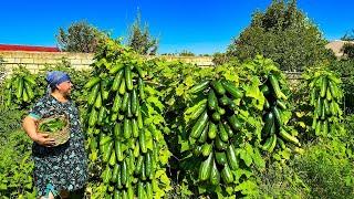 Mix of Cucumber Harvest, Watermelon Juice and Delicious Recipes