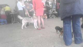 Thai Ridgeback Dog. First issue