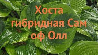 Хоста гибридная Сам оф Олл (sum of all)  обзор: как сажать, саженцы хосты Сам оф Олл