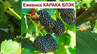 ЕЖЕВИКА КАРАКА БЛЭК - СУПЕР РАННИЙ С ШИПАМИ. КРУПНАЯ ЯГОДА. ОПИСАНИЕ СОРТА, характеристики ОТЗЫВЫ