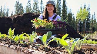 Planting our Vegetable Garden in Alaska | Potatoes, Cabbage & More