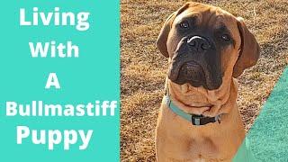 Living with a bullmastiff puppy (17 weeks old)