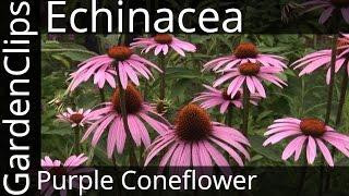 Echinacea Purpurea - Purple Coneflower - Growing Echinacea