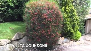 Grevillea johnsonii. Garden Center online Costa Brava - Girona.