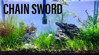 Planting Pygmy Chain Sword -  Echinodorus Tenellus