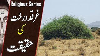 Reality of GHARQAD Tree | The Tree of Jews | Why Israel Planting millions of boxthorn Tree | TIN