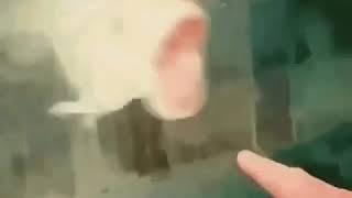 Pog fish poggers fish